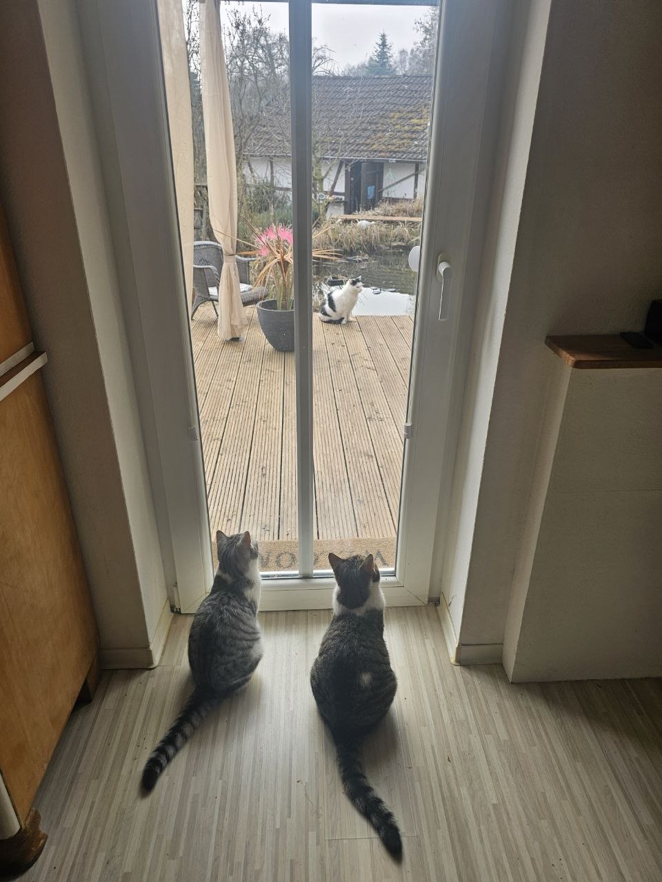 Mika und Karlchen schauen durch die Terrassentuer