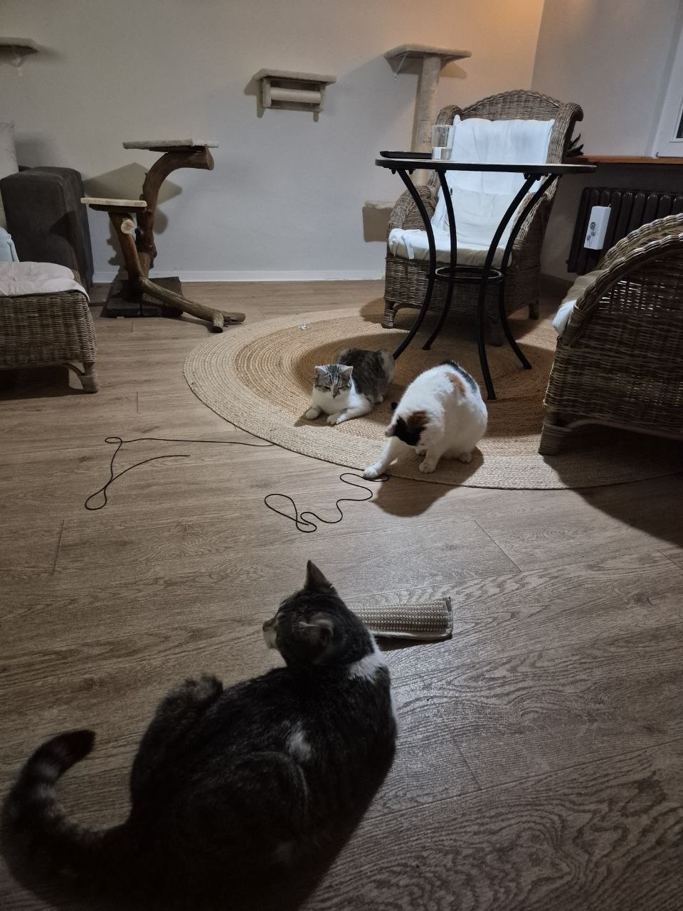 Alle drei beim Spielen im Wohnzimmer