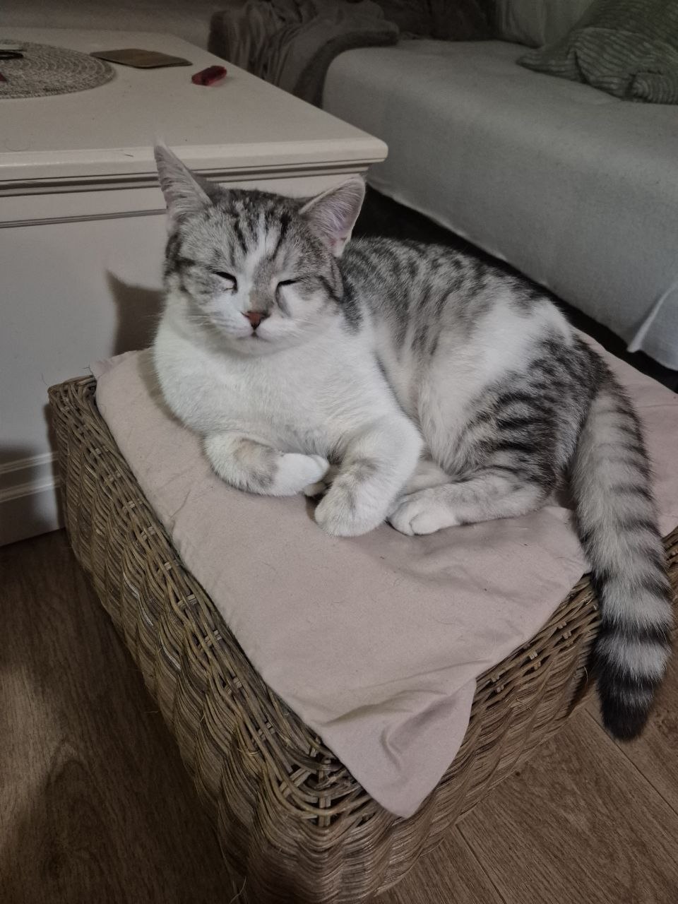 Mika, unser Silbertabby